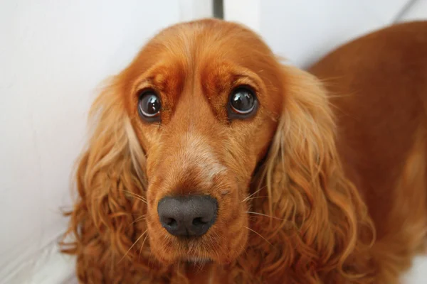 Triste Cocker spaniel — Foto Stock