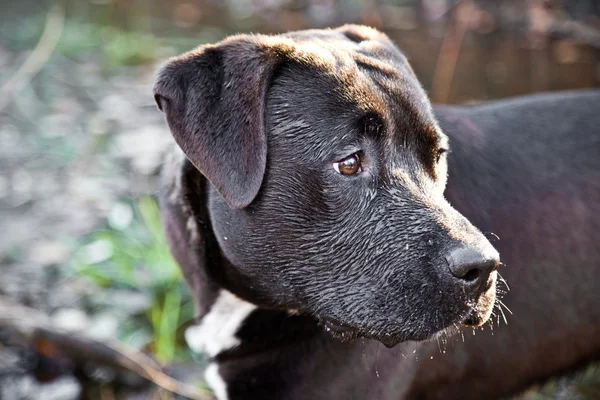 Black labrador dog in water — Stock Photo, Image