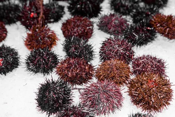 Sea urchin — Stockfoto