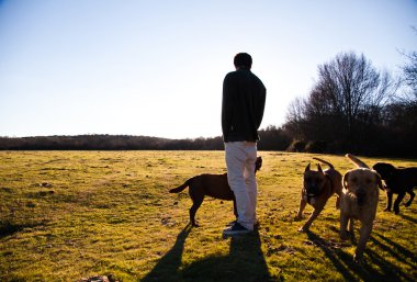 güçlü köpek ücretsiz yürümek çayır
