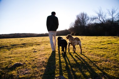 güçlü köpek ücretsiz yürümek çayır