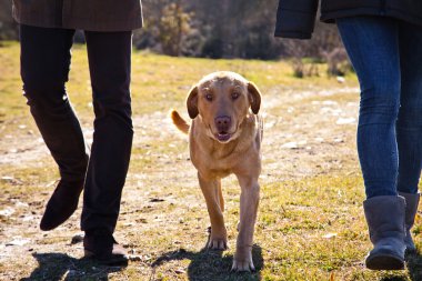 güçlü köpek ücretsiz yürümek çayır