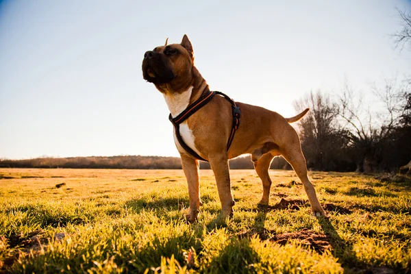 Strong dog walking free in meadow — Stock Photo, Image