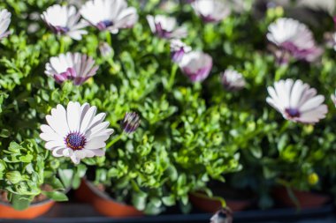 Marguerite çiçek çiçek bir bahar gününde