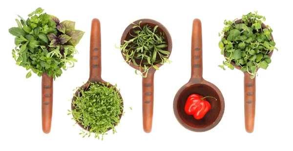 Fresh flavoring herbs and spices — Stock Photo, Image