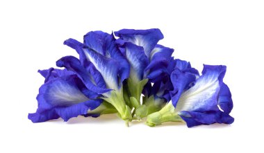  Kelebek bezelyesi çiçekleri beyaz arka planda izole edilmiş