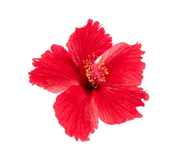 Red Hibiscus Isolated White Background Stock Image