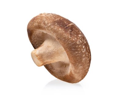 Shiitake mantarı beyaz arkaplanda izole edilmiş.
