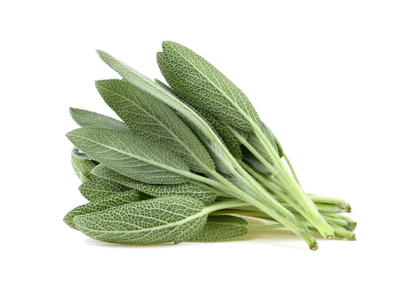 Salvia Ört Lämnar Isolerade Vit Bakgrund — Stockfoto