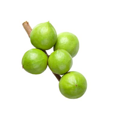 Kabuklu ve kabuksuz Macadamia fındıklı üst manzara