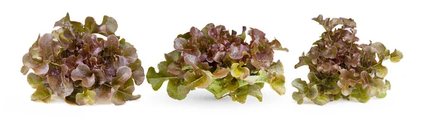 Red Oak Leaf Lettuce Isolated White Background — Stock Photo, Image