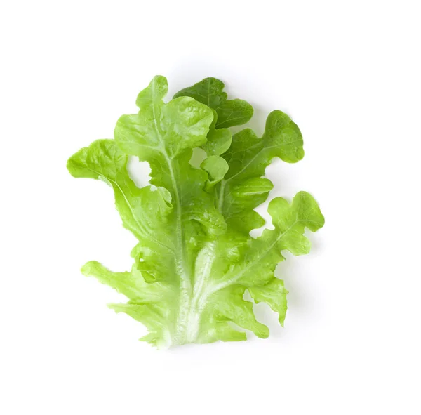 Fresh Green Lettuce Salad Leaves Isolated White Background Top View Stock Image