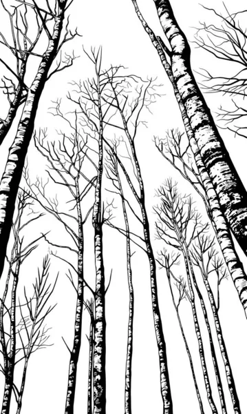 Çizimi Huş Ağaçları Vektör Arka Planı Çizim Tarzında Illüstrasyon Doğa Stok Vektör