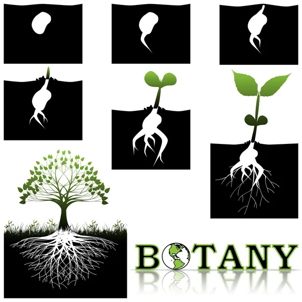 Botany — Stock Vector
