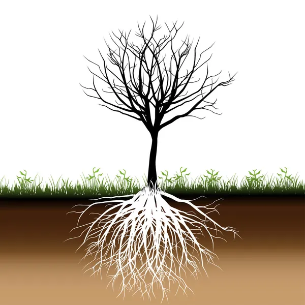 Силует дерева коріння — стоковий вектор
