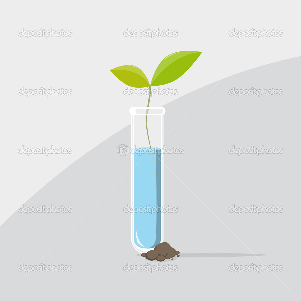 Last plant from a test tube