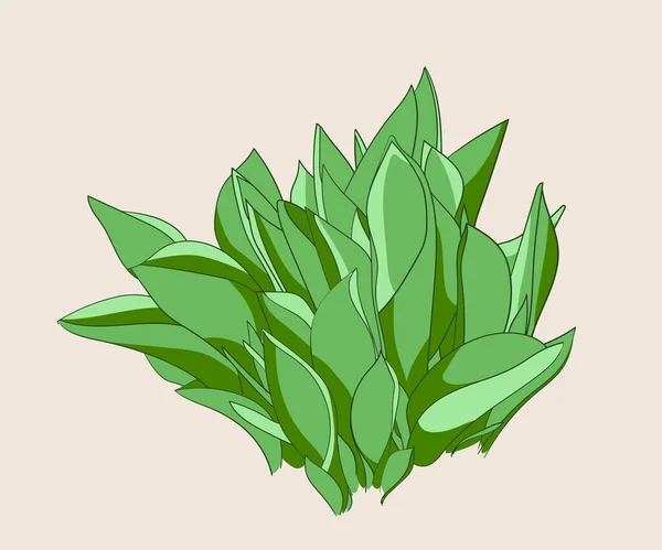 Ilustración Del Vector Vegetal Diseño Dibujado Mano Naturaleza Floral Dibujo — Vector de stock