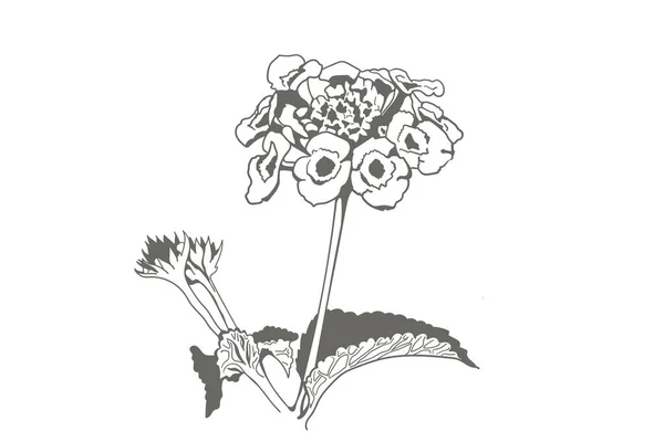 野生の花 傘の花序 花のシルエット ベクトルイラスト黒と白 — ストックベクタ
