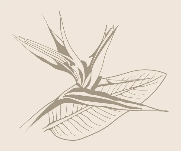 Strelitzia Reginae Εξωτική Απεικόνιση Διάνυσμα Λουλουδιών Τροπική Χλωρίδα Ανθός Του — Διανυσματικό Αρχείο