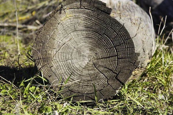 Produtos florestais madeira — Fotografia de Stock