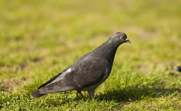 O pombo 1 — Fotografia de Stock