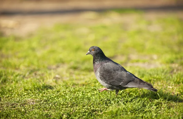 鳩 — ストック写真