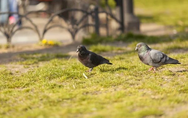 The pigeons — Stock Photo, Image