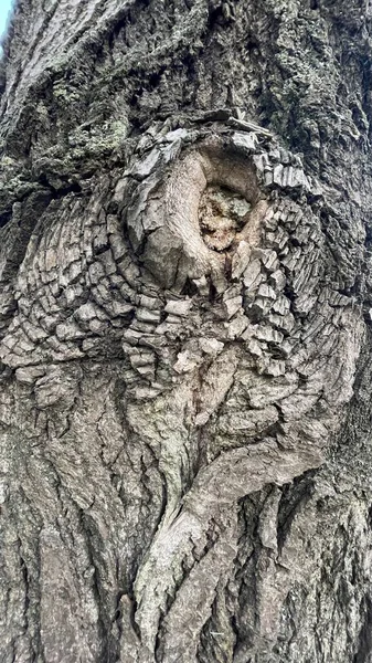 Yaşlı Bir Ağacın Kabuğunun Dokusu Arka Planda Sürüngen Gözüne Benzer — Stok fotoğraf