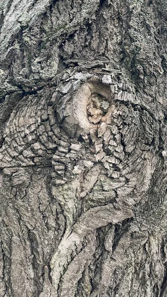 Texture Bark Old Tree Similar Eye Reptile Background Wallpaper — Stock Photo, Image