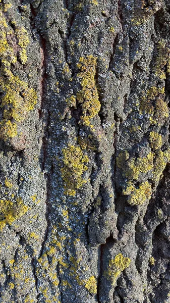 Textura Casca Uma Árvore Velha Coberta Musgo Verde Bom Historial — Fotografia de Stock