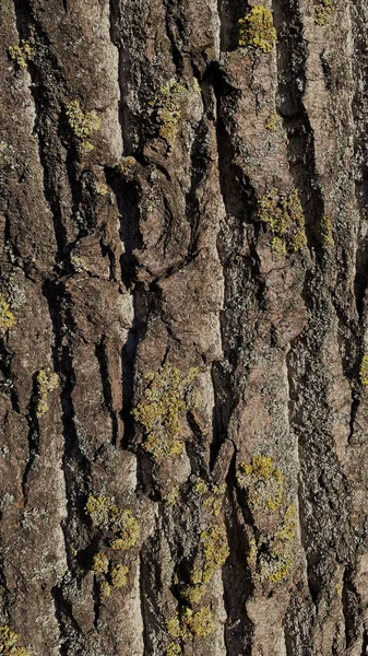 Texture Bark Old Tree Covered Green Moss Good Background — Stock Photo, Image