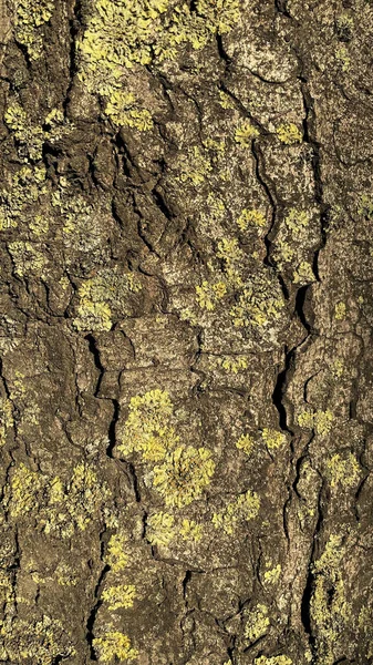 Textura Casca Uma Árvore Velha Coberta Musgo Verde Bom Historial — Fotografia de Stock