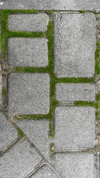 Gri Kaldırım Taşlarıyla Sokağı Kaplıyor Dikişler Yeşil Yosun Ile Kaplanmış — Stok fotoğraf