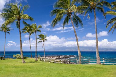 Hawaii sahilinde palmiye ağaçları