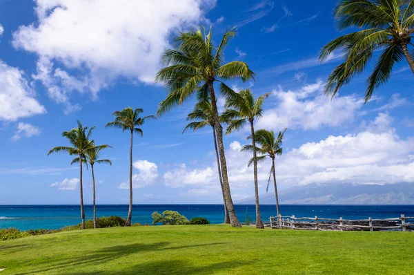 Palmen an hawaiianischer Küste — Stockfoto