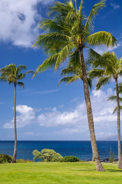 Palmen an hawaiianischer Küste — Stockfoto