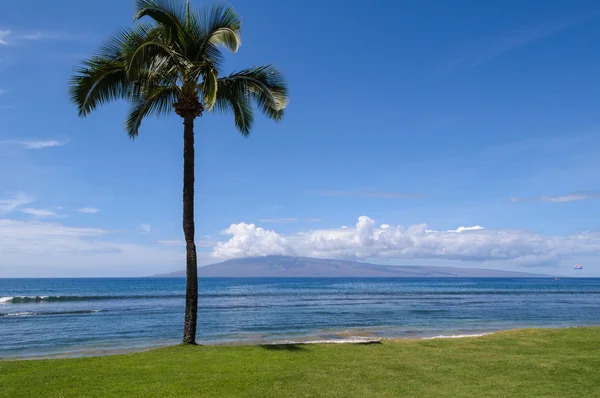 Palmera junto al agua —  Fotos de Stock