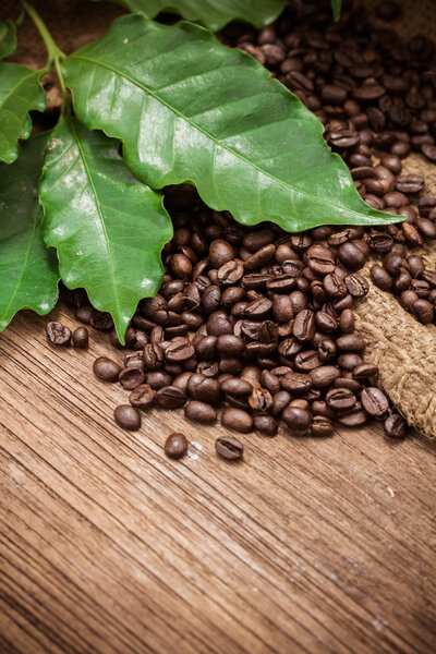 Fresh coffee beans on wood background