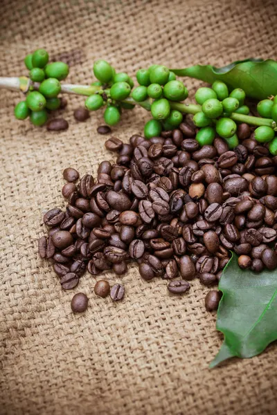 Granos de café frescos sobre fondo de madera — Foto de Stock