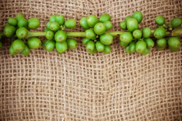 신선한 커피 콩 나무 배경 — 스톡 사진