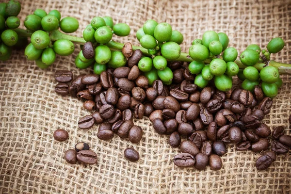 Granos de café frescos sobre fondo de madera — Foto de Stock