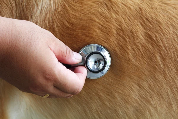 Examining dog — Stock Photo, Image