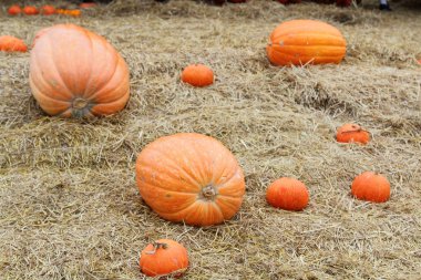 saman üzerinde kabak