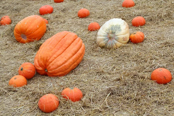 Kürbis auf Stroh — Stockfoto