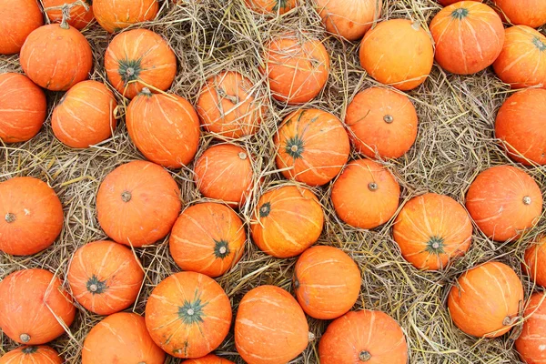 Kürbis auf Stroh — Stockfoto