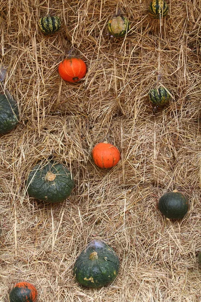 Pumpkin on straw — Stock Photo, Image