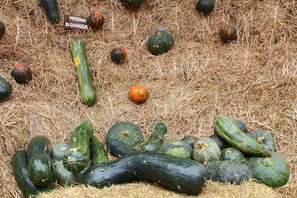 Pumpkin on straw — Stock Photo, Image