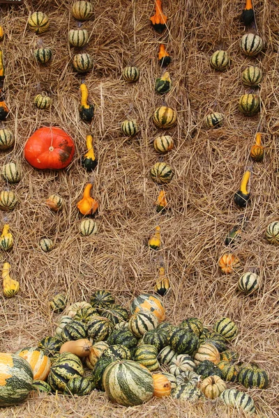 Pumpkin on straw — Stock Photo, Image