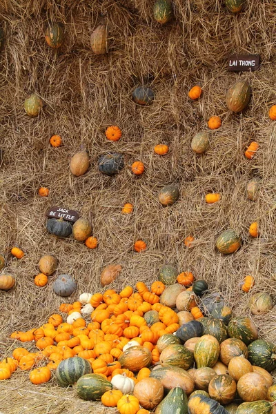 Pumpkin on straw — Stock Photo, Image