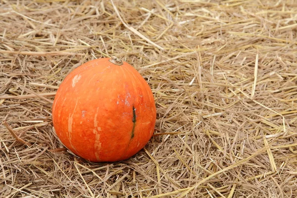 Pumpkin on straw — Stock Photo, Image